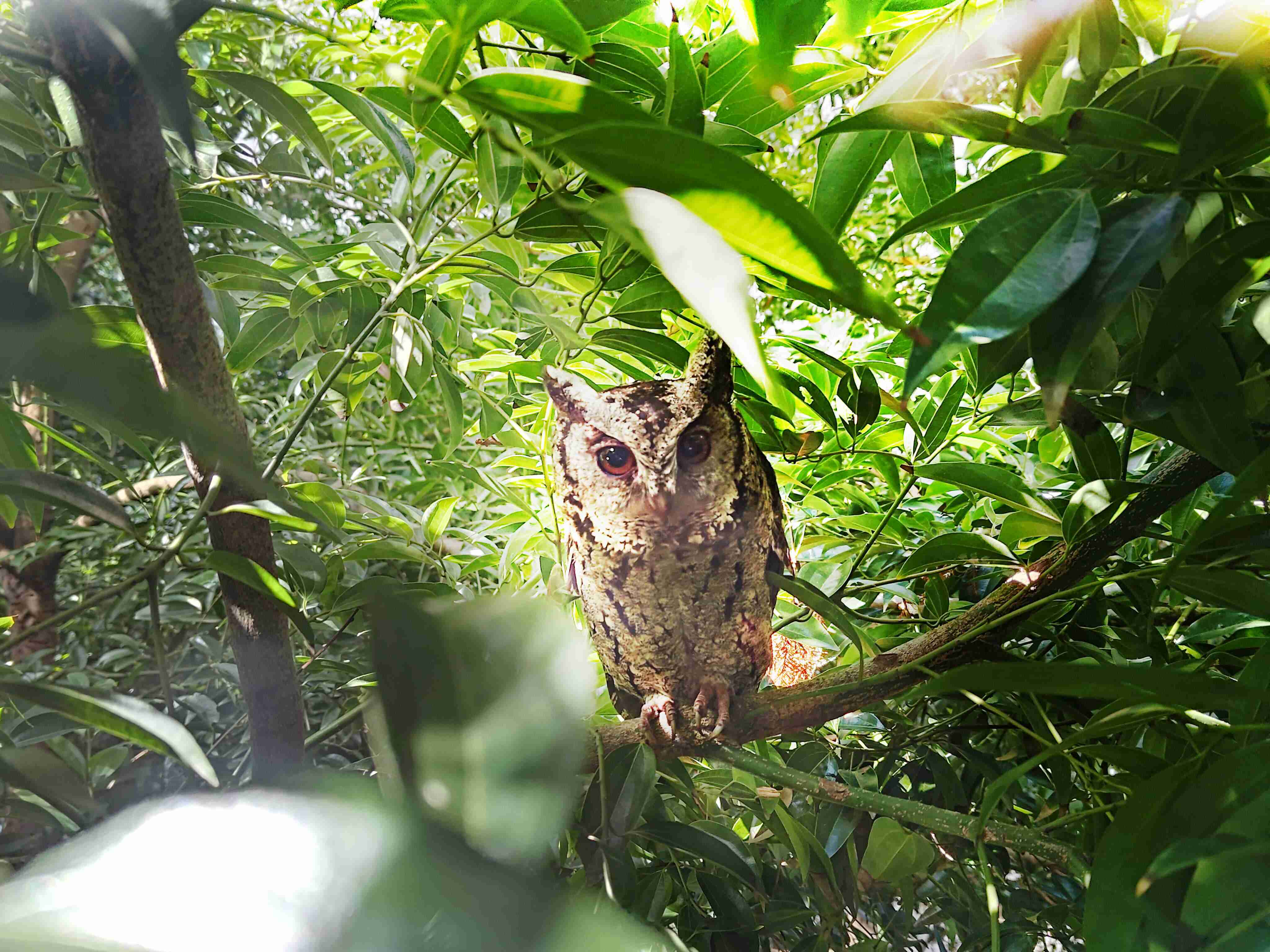 至成国际致力提倡净零绿生活，，16年以来在全球各厂区植树逾百万棵，，造就各厂区树木蔚然成林，，，犹如森林工厂，，，，成为许多生物的栖息地
